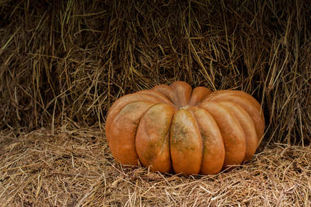 Huge beautiful pumpkin on a haystack, displays, copy space. Harvest festival, orange striped pumpkin. Halloween preparationの写真素材