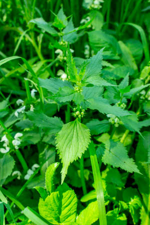 Young shoot of nettle with white buds on a background of wild grass. Edible wild herbs, medical plants in natural surroundingsの写真素材
