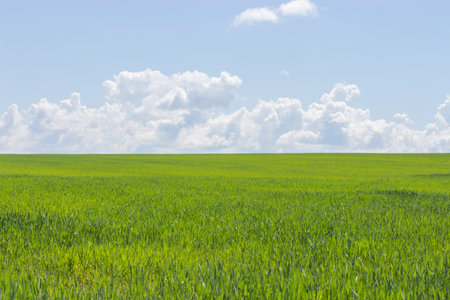 Clear sunny day, green grass and blue sky, landscape background wallpaper. Beautiful nature, green...