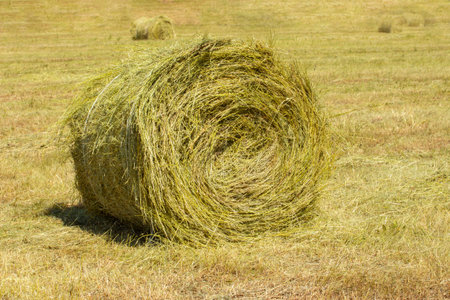 Yellow haystack twisted in a roll on an agricultural field. Harvesting hay, straw in large round...