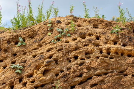 Apus swift nests. Many mink nests of birds swift on a vertical sandy shore. Bird's nests are like...