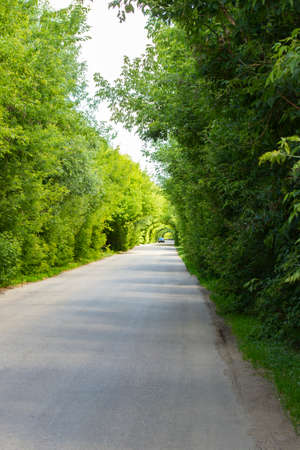 Highway Road, car rides in the tunnel of trees. Beautiful natural arches of foliageの写真素材