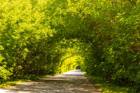 Arch of foliage of trees, empty road under the canopy of green leaves, summer sunny landscape horizontalの写真素材
