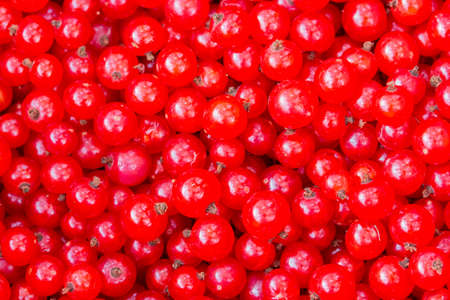 Berries redcurrant close-up, background wallpaper banner. Red ripe currant berries, farm fruits and berries harvest. Raw materials for jam and compote, red currant berries setの写真素材