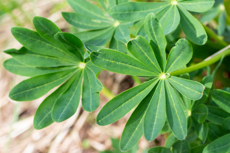 Carved lupine leaves, beautiful green leaves with long fingers lupine bush flower, Lupine greens...