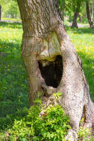 Large black hollow in a tree trunk. Summer green grass on background. Hole in the tree hollow opening manhole niche recess in a tree trunkの写真素材