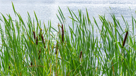 Thickets of cattail in a pond, background backdrop nature. Green bulrush leaves, ripe brown cob of cattail. A grassy plant growing in water near the shoreの写真素材