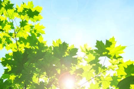 Young green foliage foliage on a clear blue sky. The sun's rays and glare shine through the foliage of maple, backgroundの写真素材