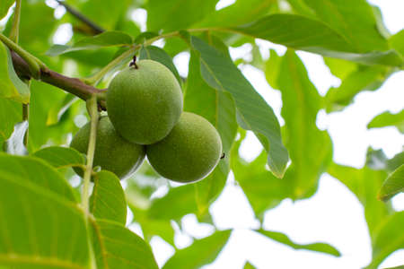 Green unripe fruits of a walnut hanging on a branch. Natural walnut tree with three green peanuts in the peel, fresh nature background backdrop. Walnut fruit foodの写真素材