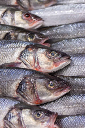 Dicentrarchus labraxis is a white fish of the Moronidae family. A lot of fresh fish on ice on a store counter, freshly caught fish heads, vertical backgroundの写真素材