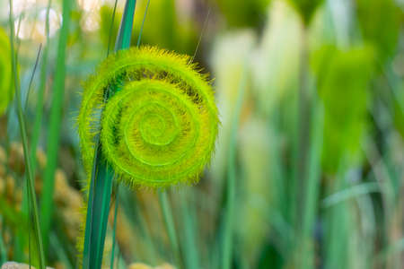 A beautiful green curl of an artificial plant, a fluffy branch of polyester fern. Abstract defocus blurred bokeh background backdrop wallpaperの写真素材