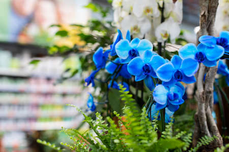 Blue flower orchid blossom floral decoration. Bright beautiful branch of a blooming orchid, Royal Blue Phalaenopsis. Chemical blue painted orchid, artificial color, selective focusの写真素材