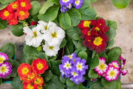 Many Primula primrose blossom top view. Red white blue varietal flower blooming. Primula primrose colorful background backdrop designの写真素材