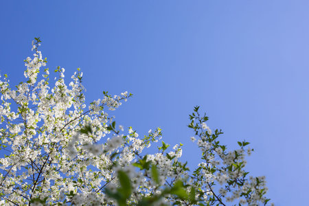 Blossom branch of a cherry tree against a blue sky, orchard blooming in spring. Backdrop wallpaper background for design. White flowers of a flowering garden cherry tree in bloomの写真素材