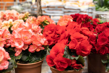 Scarlet red begonia blossom in a flower pot. Several flowering begonia bushes in pots on the windowsill, potted indoor plants during spring floweringの写真素材