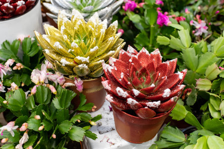 Echeveria succulent, decorative color with sparkles. Beautiful bright flower in a pot as a gift. Egeveria decorated with yellow and red shiny paintの写真素材