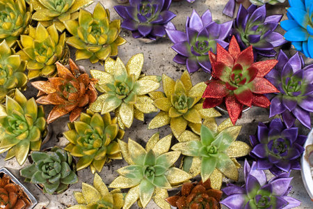 Echeveria succulent, decorative color with sparkles. Beautiful bright flower in a pot as a gift, unpretentious tropical succulent. Egeveria decorated with gold sparkling shiny paint, top viewの写真素材