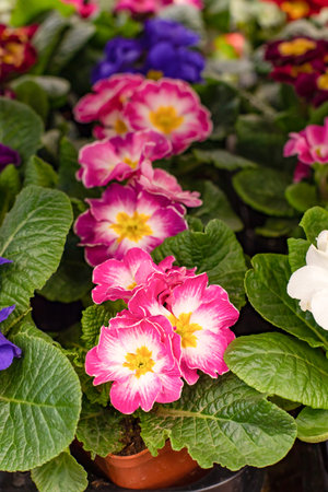 Primrose primrose pink blossom in a row, natural fresh bicolor pink white Primula primrose flower in a leaf pot, verticalの写真素材
