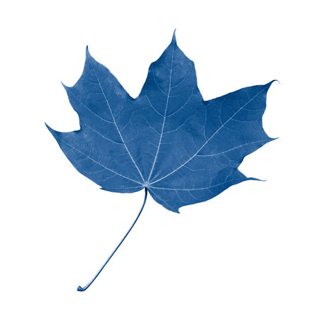 Single maple leaf with petiole isolate tinted in trend color classic blue, single fresh natural maple leaf isolated on whiteの写真素材