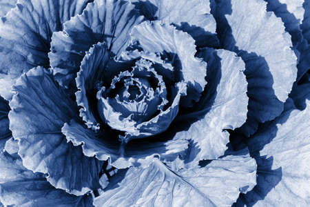 Cabbage cabbage in nature, natural cabbage leaves tinted in classic blue. Farm vegetable in the garden, tinted image of cabbageの写真素材