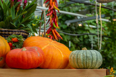 Three large ripe orange green striped pumpkins harvesting a farm crop. Fresh pumpkin vegetable, set of different varieties, gourd, squash. Vegan and Vegetarian Organic Vegetable Garden Foodの写真素材