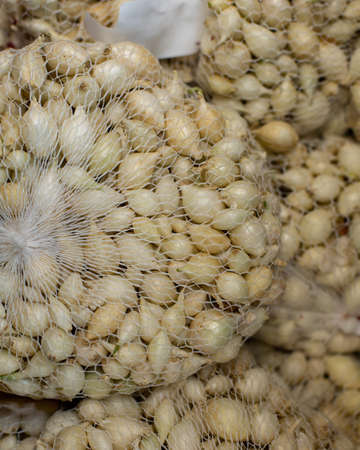 Small flower bulbs for growing in the garden. Seeds in the net, onion sevoc, the process of the flower, light white bulb root. Gardening cultivation floriculture spring seed preparationの写真素材