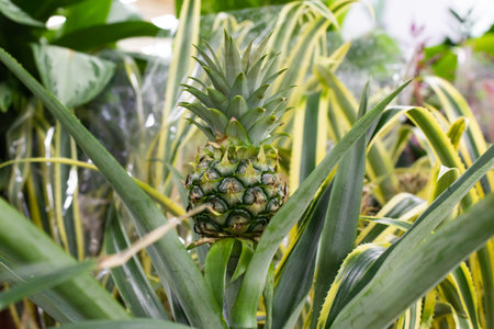 Green little pineapple fruit. Natural Ananas comosus pineapple fruiting in nature. One fruit of an exotic fruit Bromelia ananas on a bush harvestの写真素材
