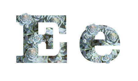 Lowercase and uppercase letter E is isolated on a white background. English alphabet gray silver decorated with photo plants Succulent Crassula isolateの写真素材