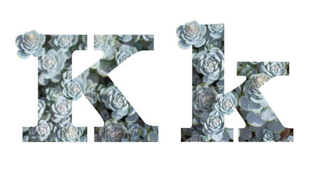 Letter K latin alphabet lowercase and uppercase isolated on white. Letter gray silver patterned plant succulent isolateの写真素材