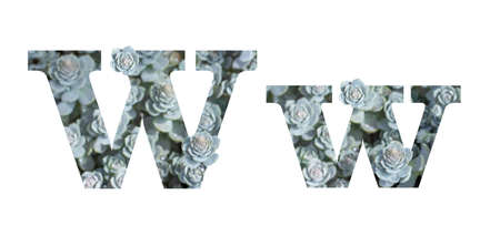 Letter W latin alphabet uppercase and lowercase isolated on white. Letter gray silver patterned plant succulent isolateの写真素材