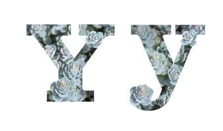 Letter Y latin alphabet lowercase and uppercase isolated on white. Letter gray silver patterned plant succulent isolateの写真素材