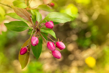 Delicate pink crab buds of apple trees in spring. Blooming apple tree, closed bud on foliage....