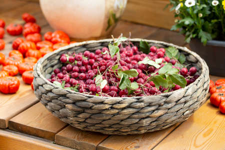 Black chokeberry berries in a wicker basket. Harvest Festival, black rowan clusters in a dish with leavesの写真素材