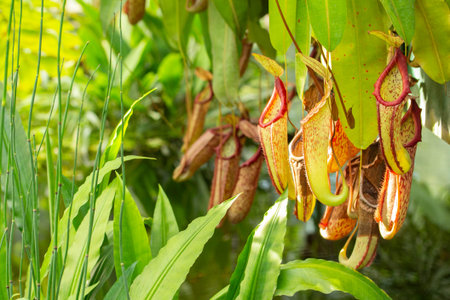 Nepenthes Predatory carnivorous plant Monkey cups Nepenthes, green red jug pitcher for collecting...