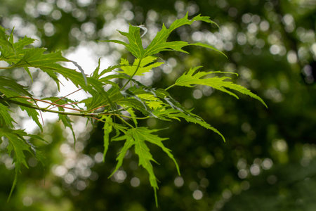 Young silver maple foliage natural background, Acer saccharum. Deciduous deciduous tree branch,...