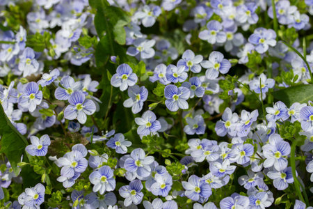 Forget-me-not wild flowers are gentle blue purple white with leaves, background wallpaper. A group...