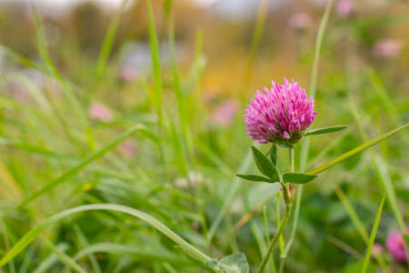 Fresh pink clover flower close-up on a background of green grass. Flowering meadow grass, background wallpaper postcardの写真素材