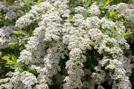 Spiraea cinerea Grefsheim branches with a lot of small white flowers, close-up texture floral...