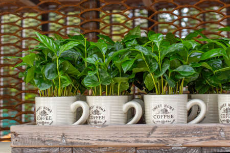 Coffee plant in a white mug on a display case of a farmers market. Fresh green sprout of coffee with green leavesの写真素材