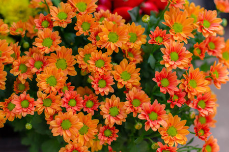 Orange chrysanthemums with green stamens, floral background wallpaper. Blossom Chrysanthemum...