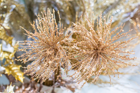 Golden shining bunch, a fabulous winter plant. Christmas decor, backdrop background decoration for...