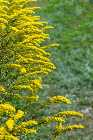 Solidago canadensis called Canadian Goldenrod, vertical photo. Ornamental plant with autumn yellow flowers bloom. Floral yellow natural background backdrop copy space designの写真素材