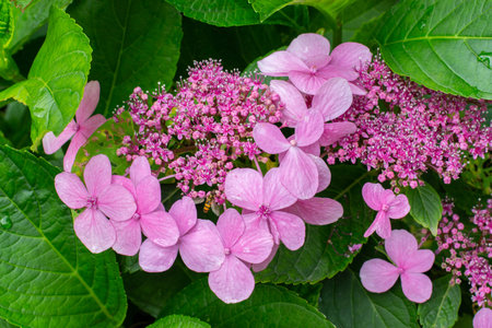 Hydrangea blossom pink blossoming bud close-up. Natural floral background backdrop design. Garden...