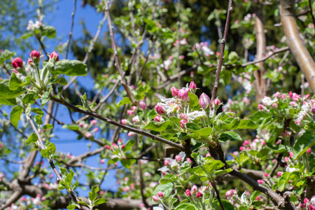 Apple tree branch with vivid rose bud. Spring flowering orchard