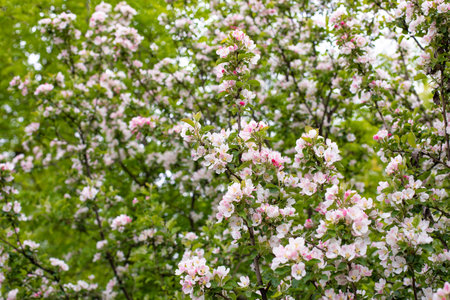 Blooming apple tree, Orchard blossom in spring, natural backdrop background