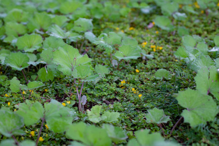 Small bush coltsfoot, close-up. Green natural plant background, medicinal plant coltsfoot with...