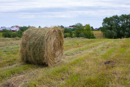 Large reel of hay, rural landscape, field and trees. Harvesting agricultural crops, village rural...