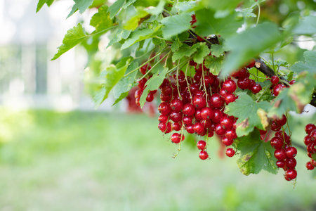 Ripe bunches of red currants hanging on a branch with green leaves, farmer's berry garden. Redcurrant outdoor copy space horizontal photographyの写真素材