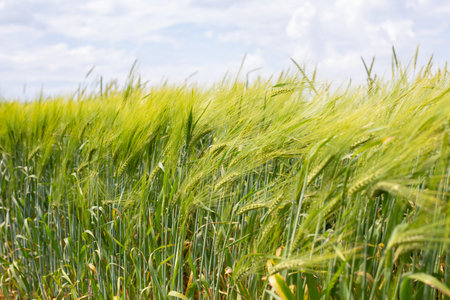 Green tall ears of wheat in the wind, rural landscape, background backdrop agricultural plant