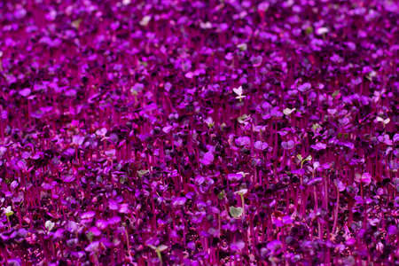 Sprouts of germinated plant seeds under the light of a purple phytolamp, ice lighting for indoor plants. Purple pink backgroundの写真素材